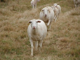 Royal White Ewes in a row