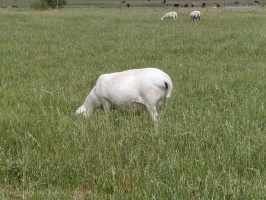 Royal White Ewe grazing