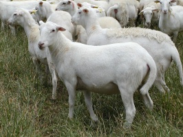 Flock of Royal White Ewe Lambs