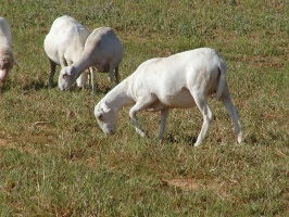 Group of Royal White Ewes grazing