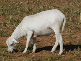 Royal White Ewe eating