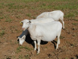 Royal White Ewes