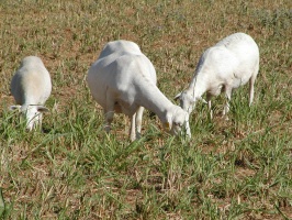 Royal White Ewes grazing