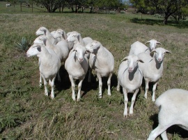 Young Ewes