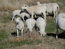 Lambs with their mothers