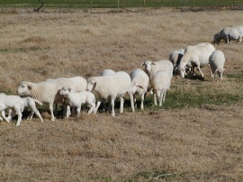 Sheep in a row