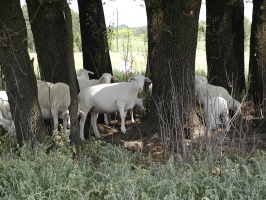 Royal White Flock in the Shade