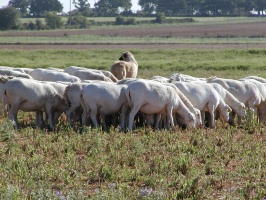 Royal White flock guarded by Donald