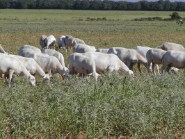 Royal White flock grazing