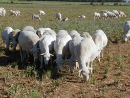 Royal White flock grazing