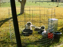 Puppies on Guard