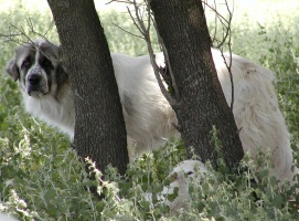 Hiding lamb guarded by Mr. Morris