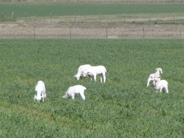 Lambs at play