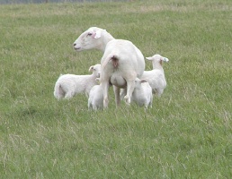 Royal White Quads 