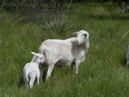 Royal White lamb tagging mom