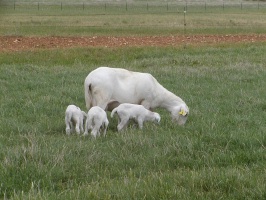 Royal White Triplets grazing