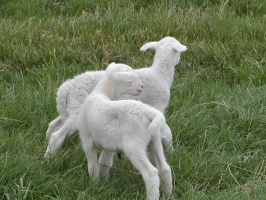 Royal White babies