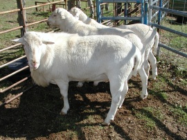 Royal White Rams