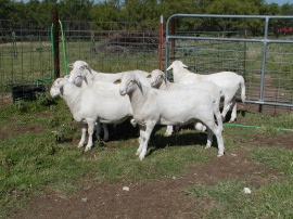 6 dandy rams