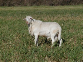 Royal White Ram from Hoag foundation stock