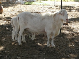 Royal White Ram "Here's Looking at you"