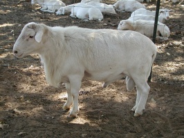 Royal White Ram from Hoag foundation stock