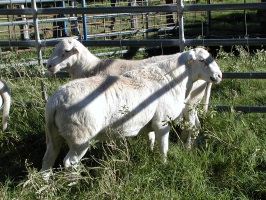 Royal White Rams