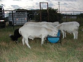 4-6 Month Rams