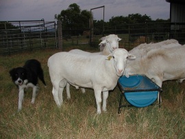 4-6 Month Rams